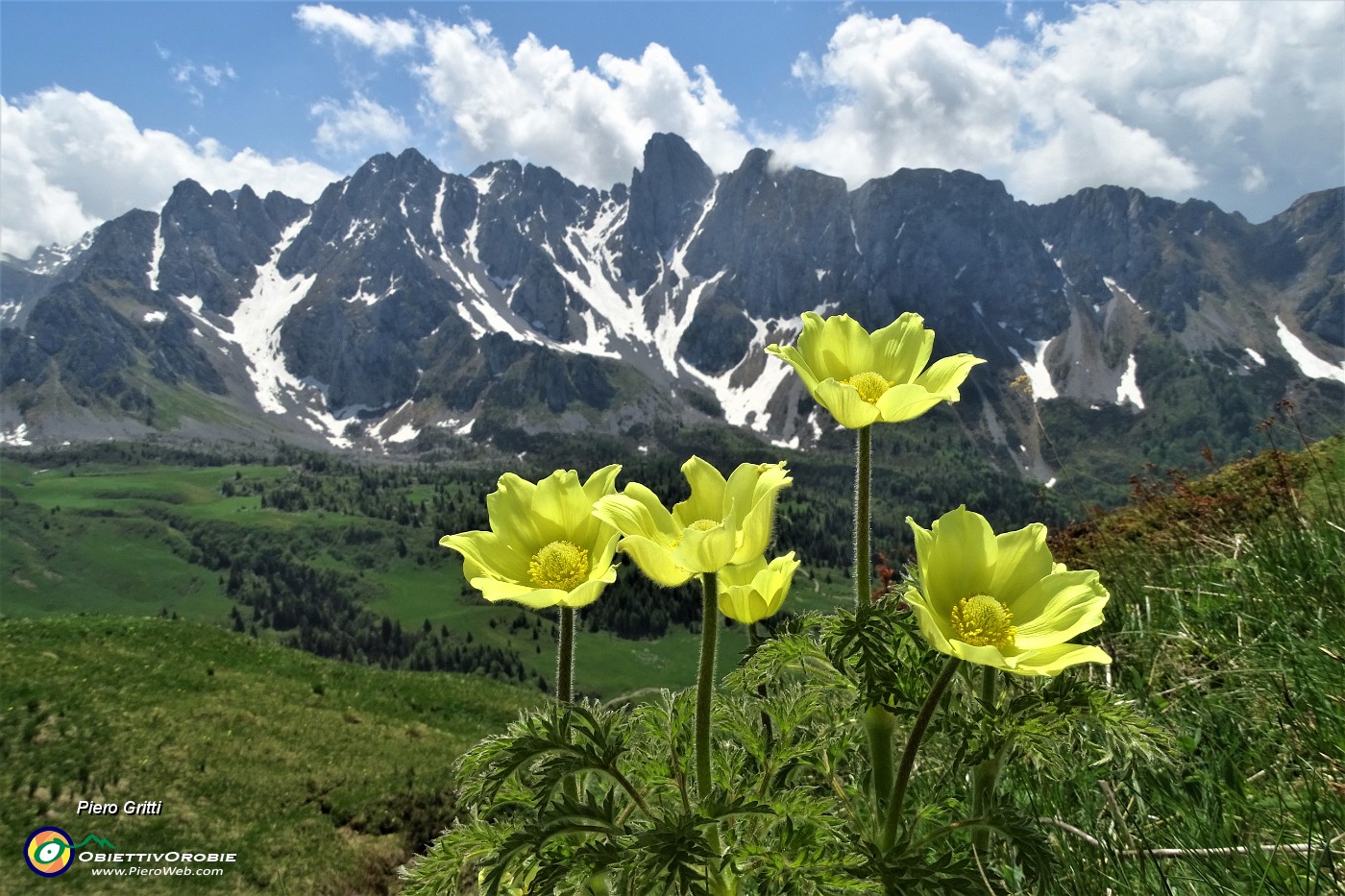 03 Pulsatilla alpina sulfurea  con vista sulle Piccole Dolomiti Scalvine.JPG